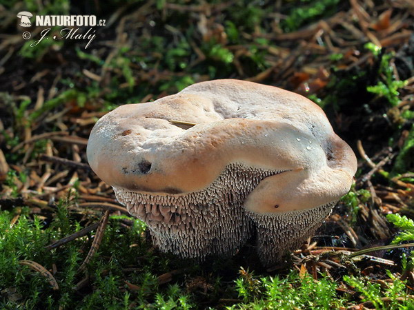 Hydnellum ferrugineum