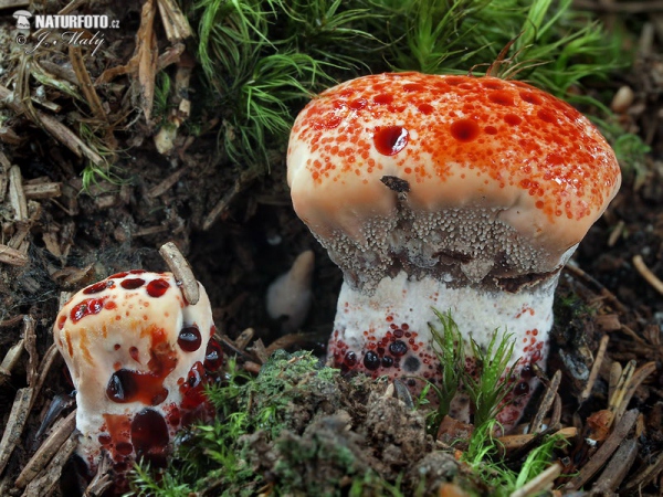 Hydnellum peckii