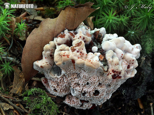 Hydnellum peckii