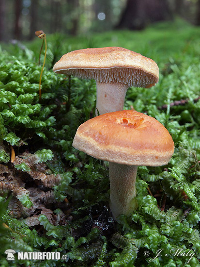 Hydnum rufescens