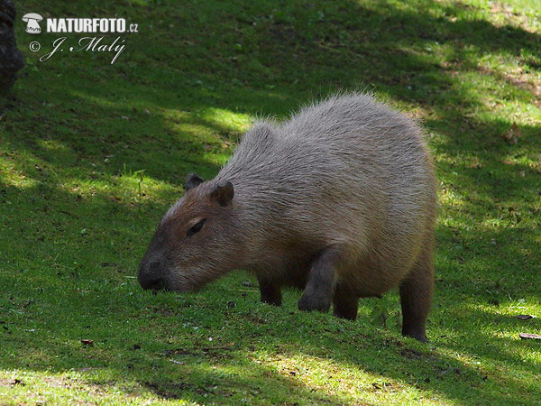 Hydrochoerus hydrochaeris