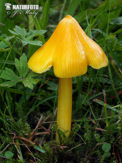 Hygrocybe acutoconica