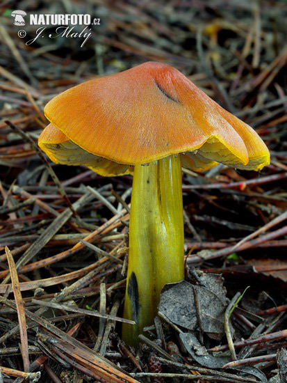 Hygrocybe conica