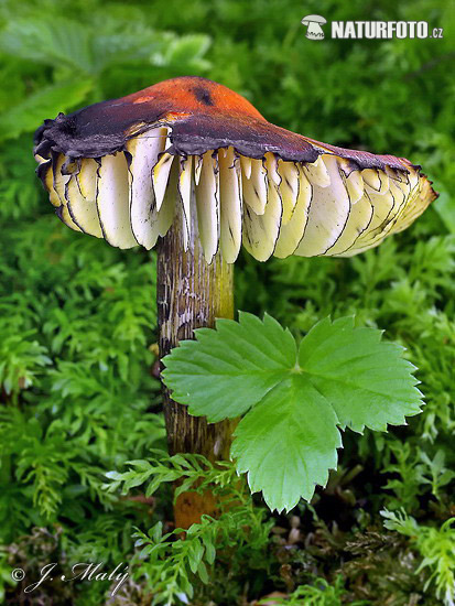 Hygrocybe conica