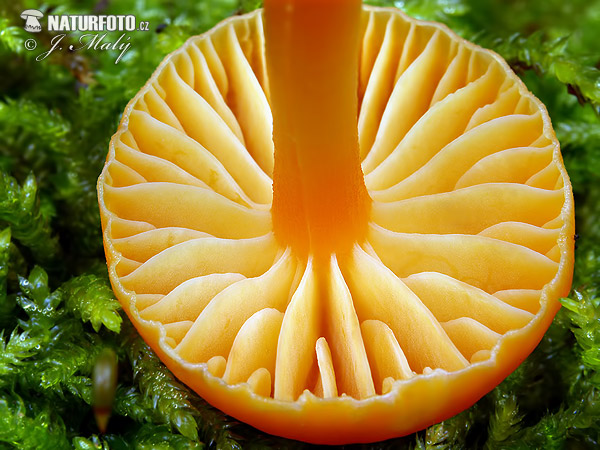 Hygrocybe mucronella