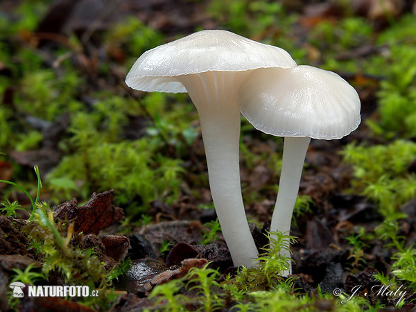 Hygrocybe virginea