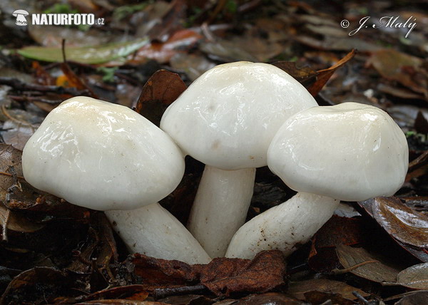 hygrophore à odeur de chenille