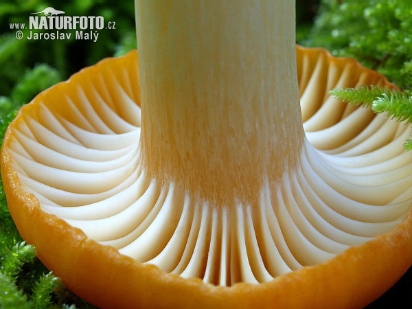 hygrophore des bois