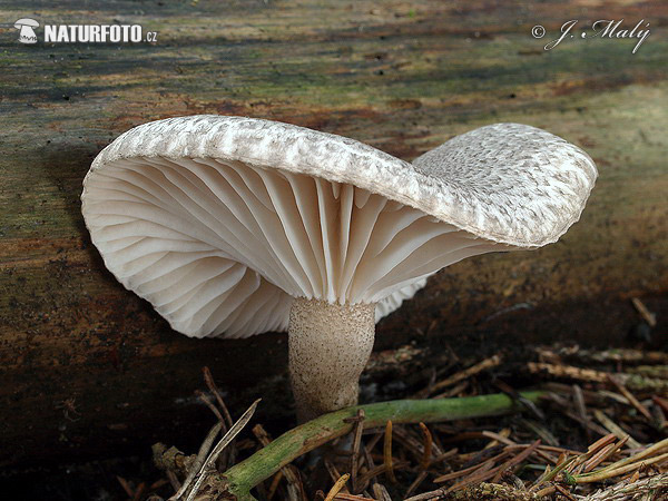 hygrophore pustuleux