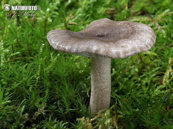 hygrophore pustuleux