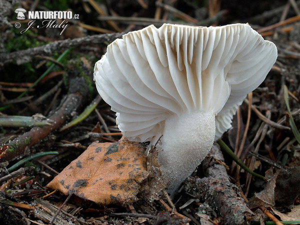 Hygrophorus agathosmus