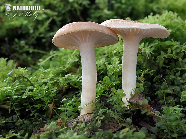 Hygrophorus arbustivus