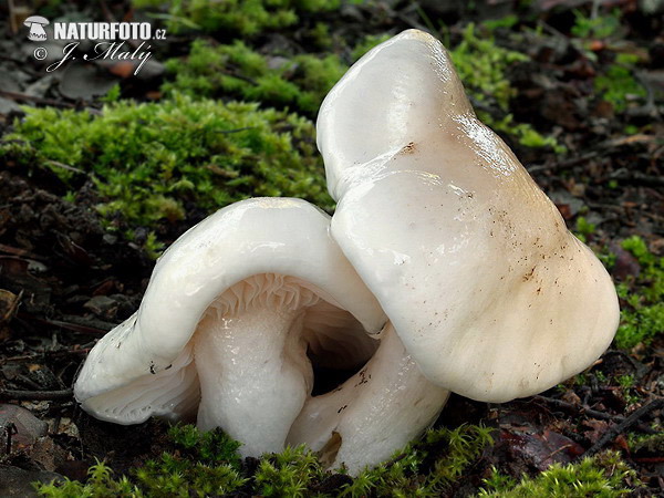 Hygrophorus cossus