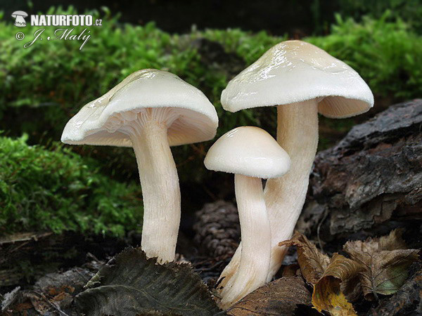 Hygrophorus cossus