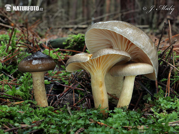 Hygrophorus hypothejus