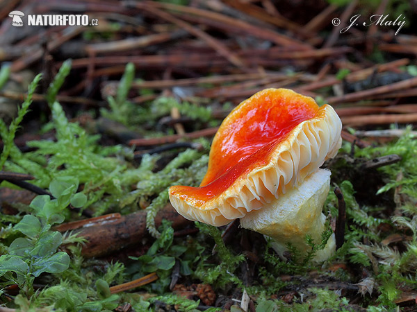 Hygrophorus hypothejus var. aureus