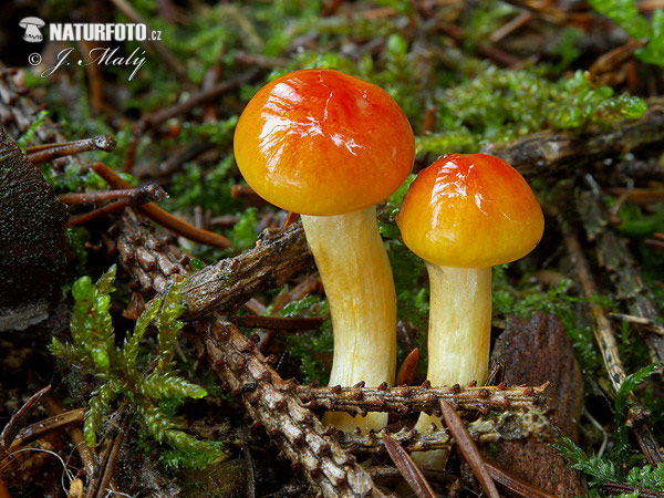 Hygrophorus hypothejus var. aureus