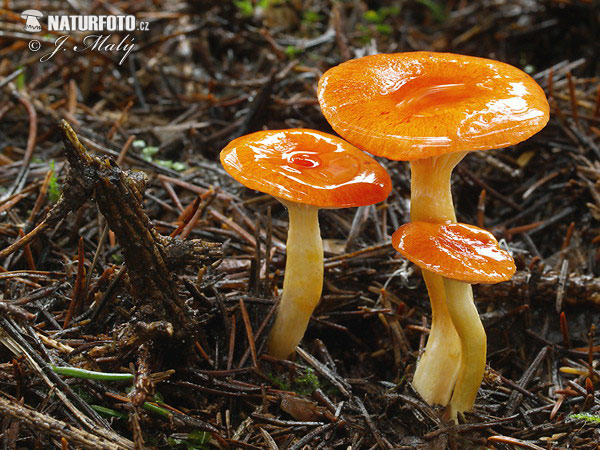 Hygrophorus hypothejus var. aureus