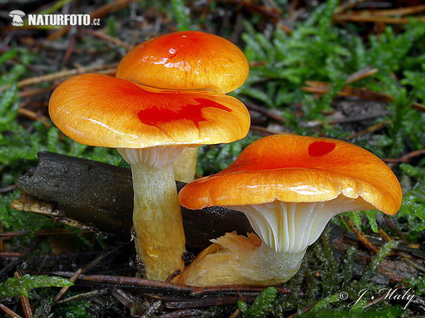 Hygrophorus hypothejus var. aureus