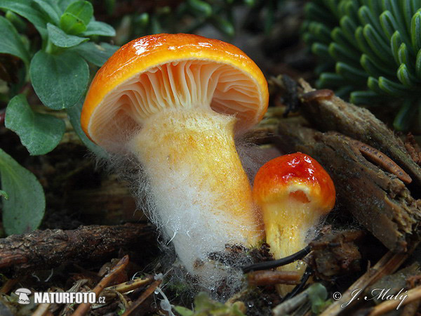 Hygrophorus hypothejus var. aureus