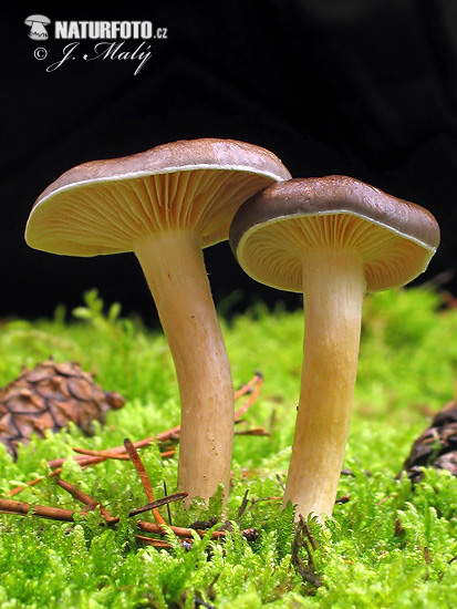 Hygrophorus hypothejus