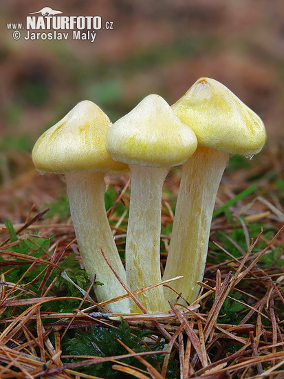 Hygrophorus lucorum