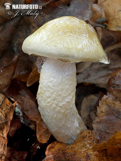 Hygrophorus persoonii Mushroom (Hygrophorus persoonii)