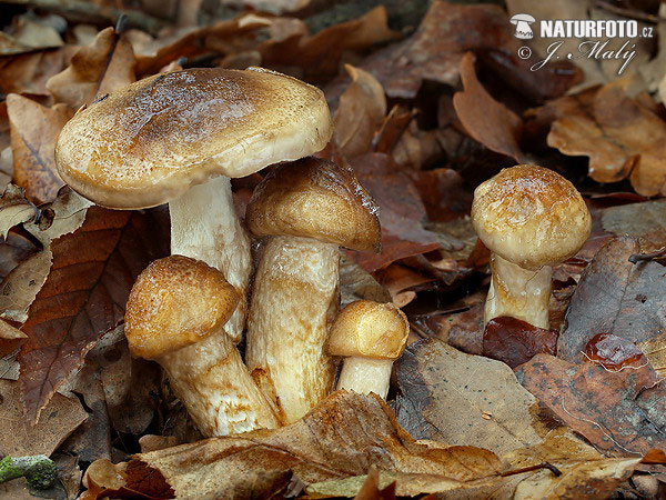 Hygrophorus persoonii