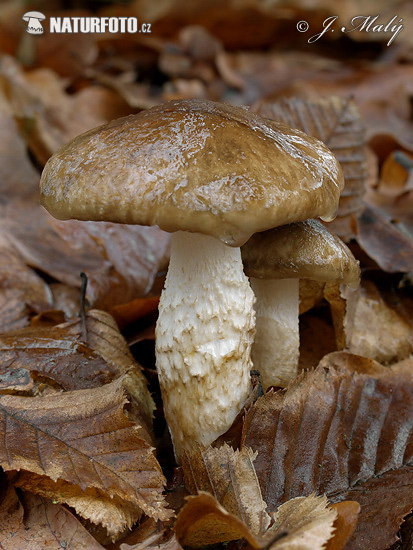 Hygrophorus persoonii