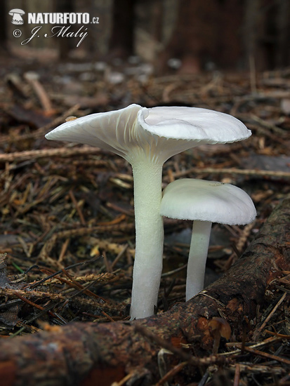 Hygrophorus piceae