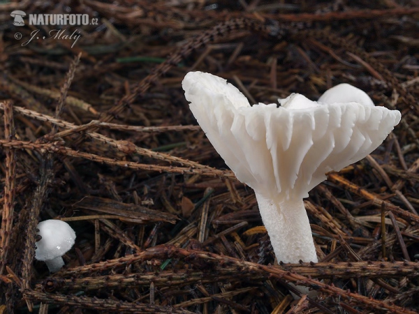 Hygrophorus piceae