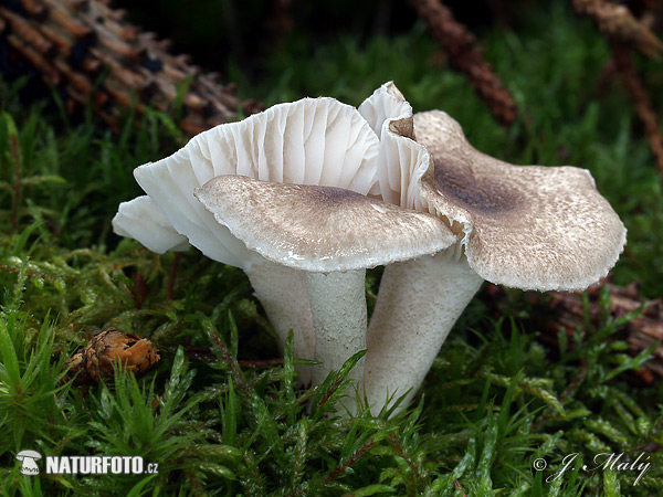 Hygrophorus pustulatus Mushroom (Hygrophorus pustulatus)