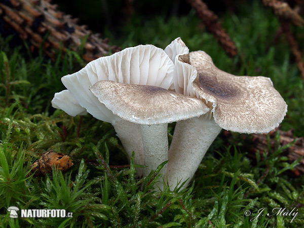 Hygrophorus pustulatus