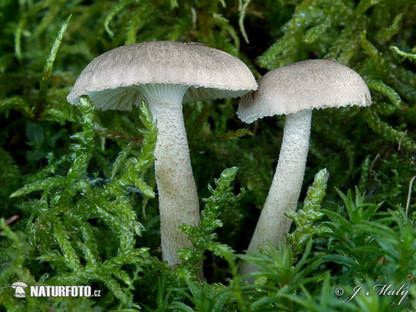 Hygrophorus pustulatus Mushroom (Hygrophorus pustulatus)