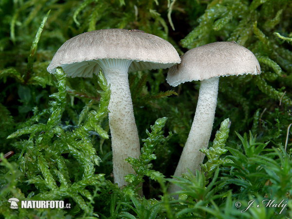 Hygrophorus pustulatus