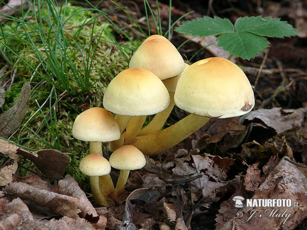 Hypholoma fasciculare