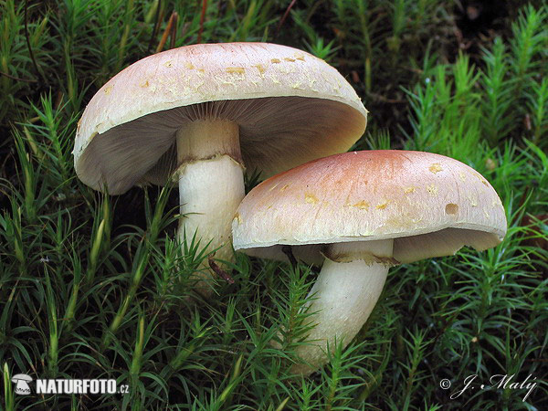 Hypholoma lateritium