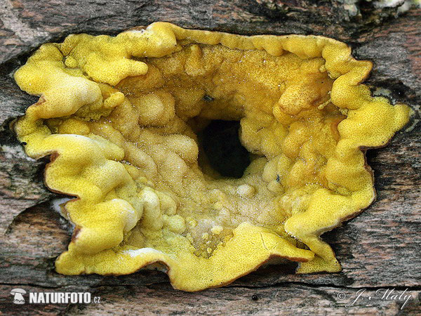 Hypocrea sp. Mushroom (Hypocrea sp.)