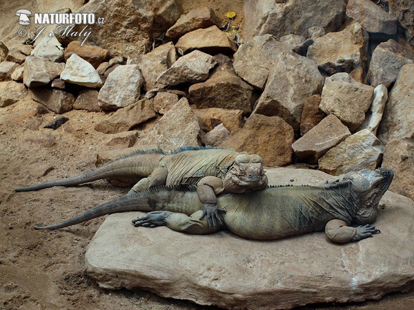 Iguane rhinocéros