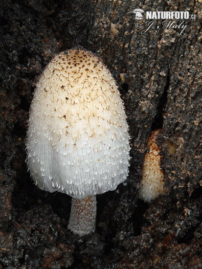 Ink Cap - Coprinopsis spelaiophila Mushroom (Coprinopsis spelaiophila)