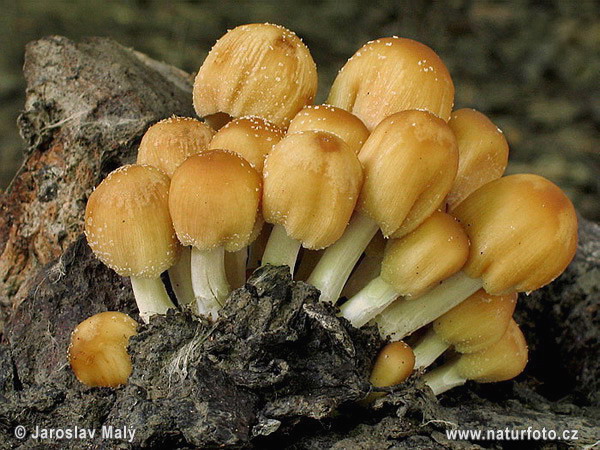 Ink Cap - Coprinus saccharinus Mushroom (Coprinus saccharinus)