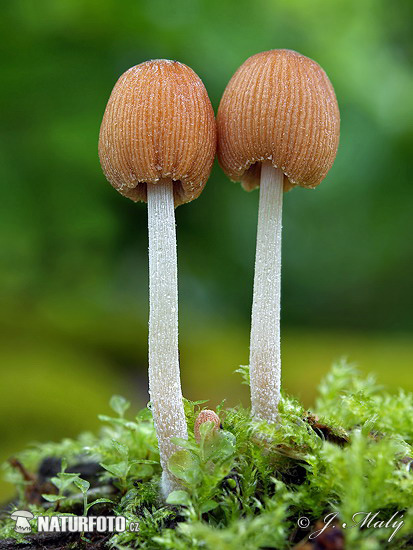 Inkcap Mushroom (Coprinellus sp.)