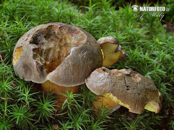 Inkstain Bolete Mushroom (Boletus pulverulentus)