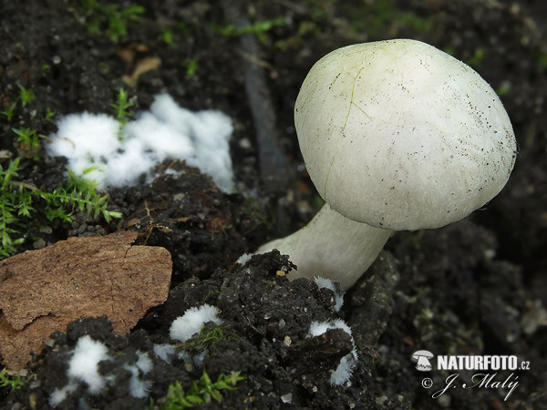 inocybe à lames couleur de terre