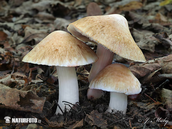 inocybe de Patouillard