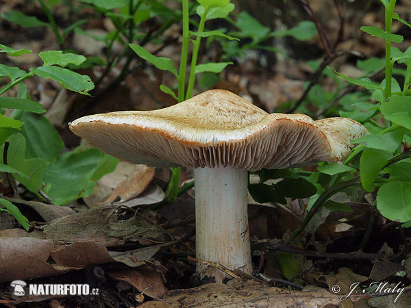 Inocybe erubescens