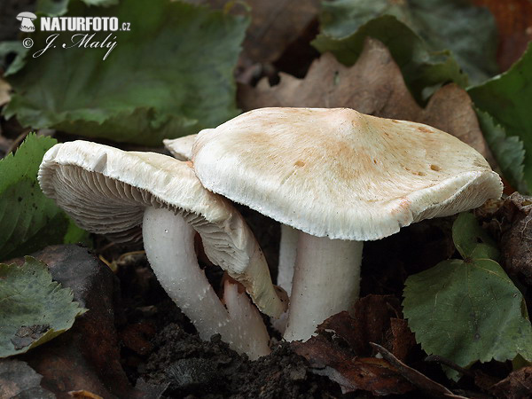 Inocybe erubescens