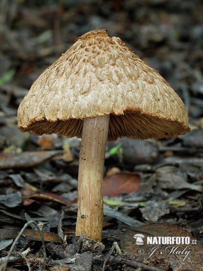 Inocybe fraudans