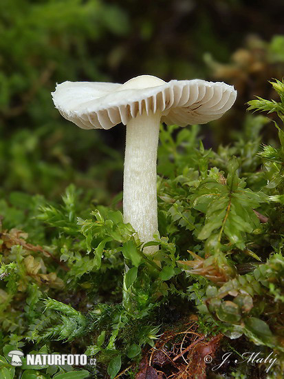 Inocybe geophylla var. geophylla