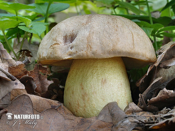 Iodine Bolete Mushroom (Hemileccinum impolitum)